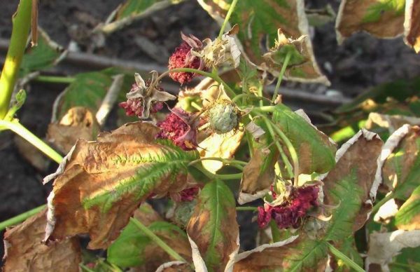  Himbeerbeeren trocknen