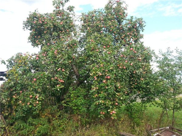  Der Baum der Sorte Shrepel zeichnet sich durch eine weit verbreitete Krone aus