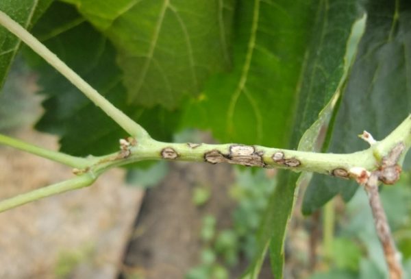  Anthracnose Framboise