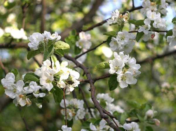  Fleur de pommier shtrifel