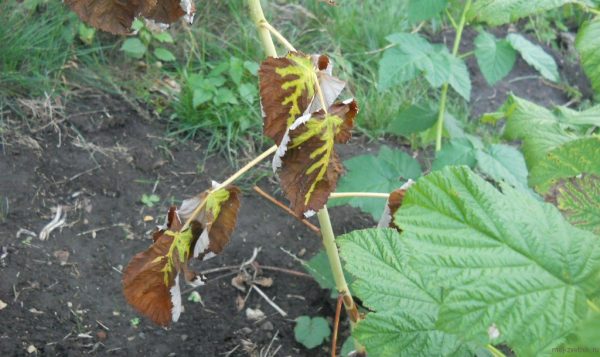  Séchage des feuilles de framboise