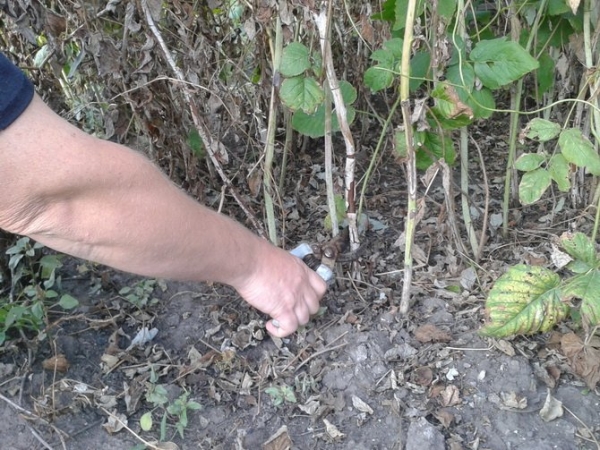  Richtiges doppeltes Beschneiden von Himbeeren hat einen guten Einfluss auf die Beerenausbeute.