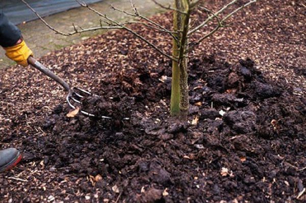  Top-Dressing von Obstbäumen im Herbst