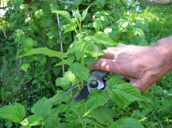  Recadrer les jeunes pousses de framboises