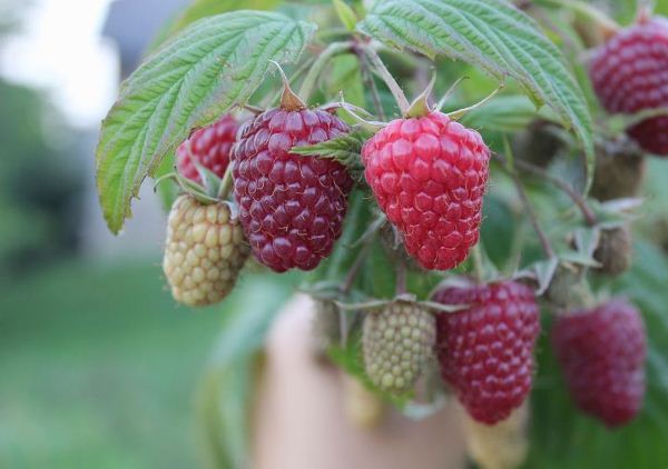  Polka variété framboise