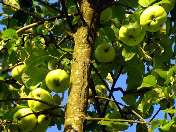  Der Geschmack von Bogatyr-Äpfeln ist süß und sauer mit einem herrlichen Aroma.