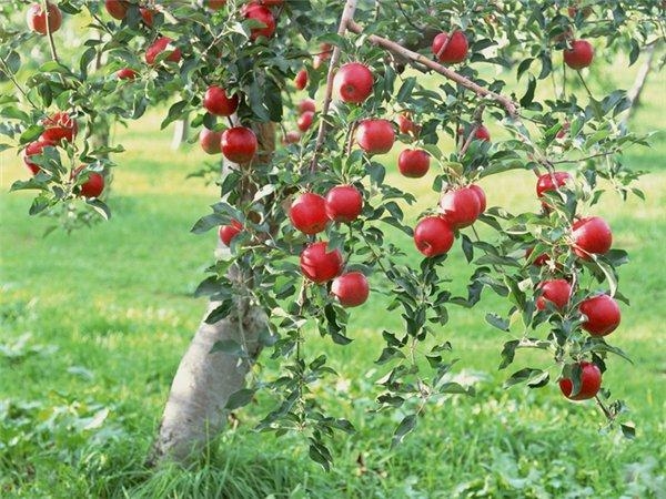  Variété de miel pomme est une variété de dessert d'été