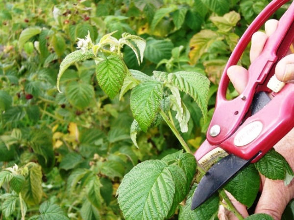  Le pincement ne coûte que des variétés hautes de framboises