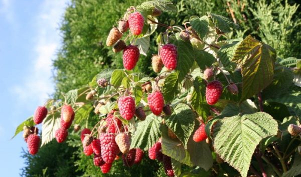  Reife Beeren auf einem Busch der Bryansk-Diva