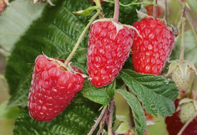  Framboise atlant