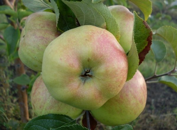  Apfelsorte Bogatyr: Zuchtgeschichte, Beschreibung und Merkmale der Sorte