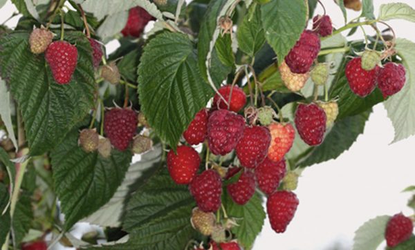  Atlas des framboises