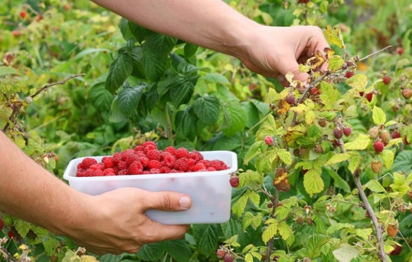  Die Himbeersorte Maroseyka trägt jedes Jahr Früchte.