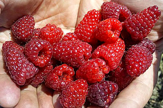  Sammlung von reifen Himbeeren