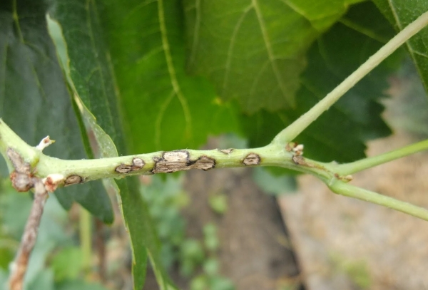  Les maladies de la framboise Polana comprennent l’anthracnose, le nanisme et le botrytis.