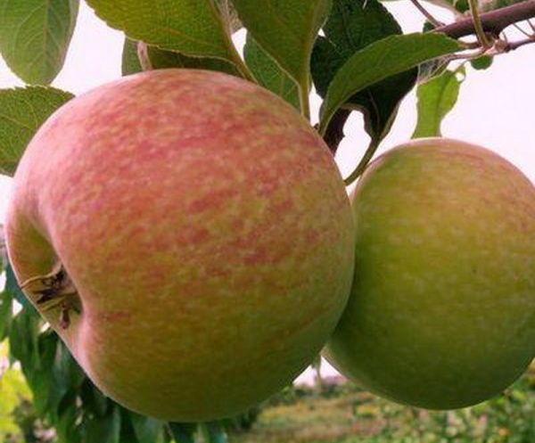  La variété des pommiers Candy: caractéristiques descriptives, règles de plantation et de soin