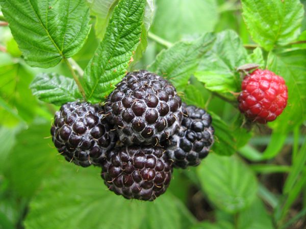  Himbeerbeeren auf einem Busch