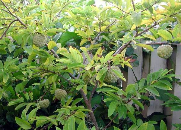  Zucker Apfelbaum mit Früchten