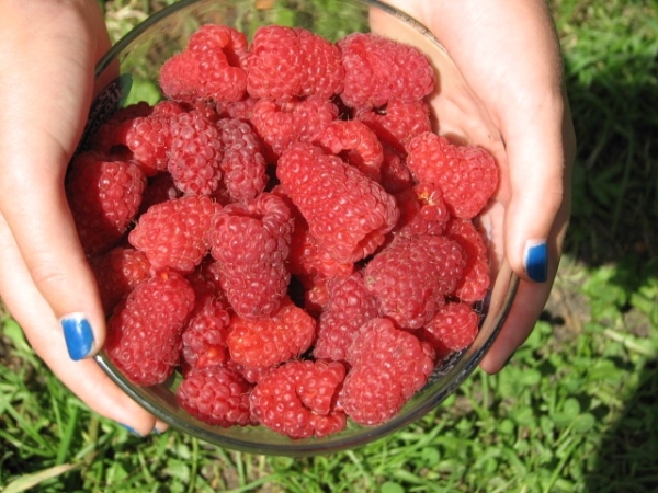  Der Mangel an Himbeer-Maroseyka - über die Jahre schrumpfen die Beeren