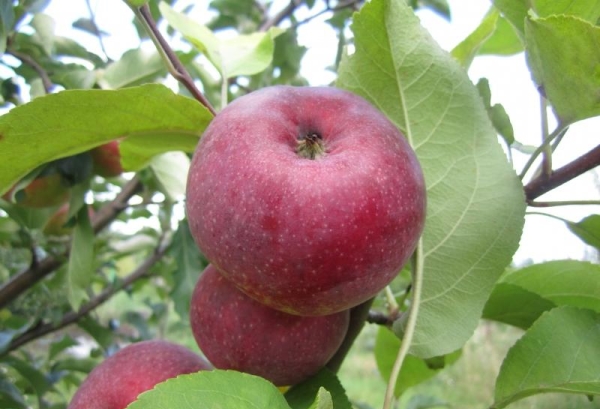  Variétés de pommier Lobo: caractéristiques descriptives, avantages et inconvénients