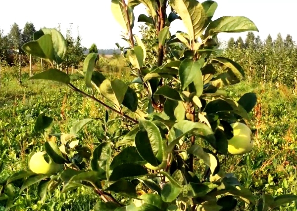  Variété de pomme Candy se développe principalement dans la partie européenne de la Russie, la Biélorussie et l'Ukraine