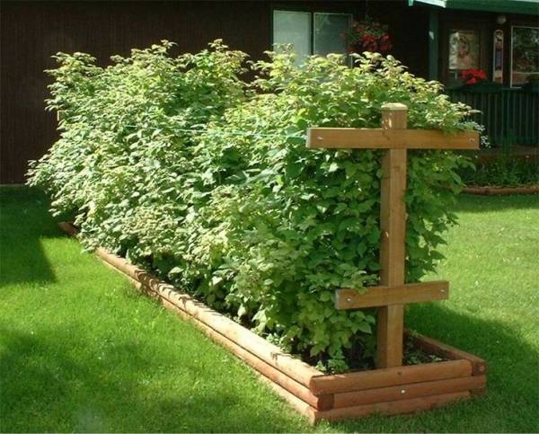  Wie man Himbeeren auf dem Land anbaut: die Regeln und Methoden für das Pflanzen und die Pflege