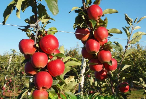  Apfelbaum mit Galasorten