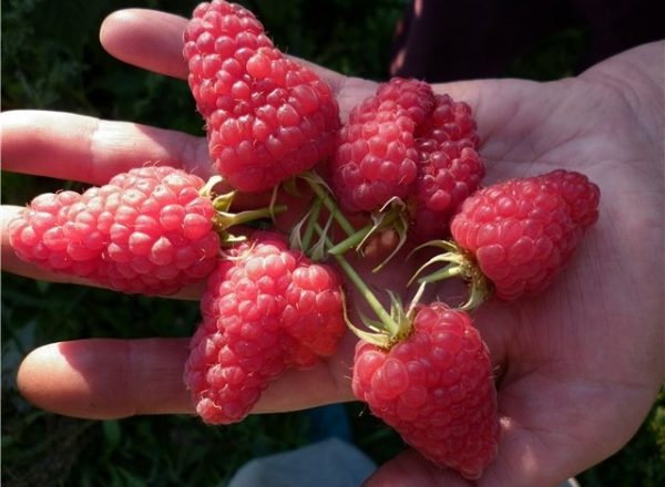  Variétés de framboise Maroseyka: caractéristiques et description