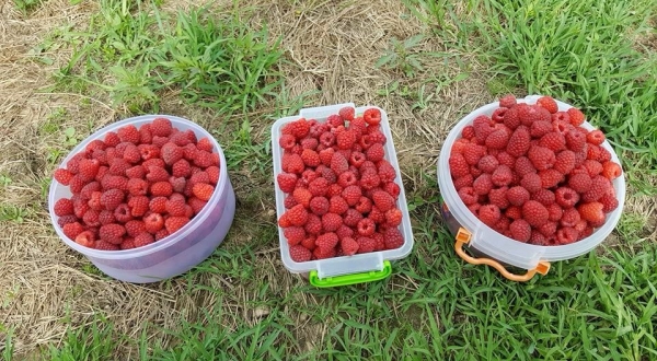  Sie können Himbeeren zum Verkauf im Gewächshaus und im Freien anbauen