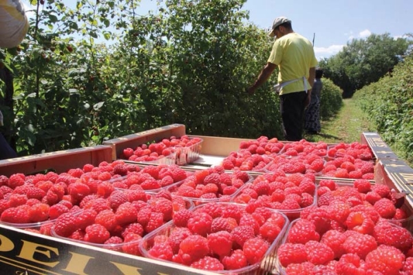  Der Anbau von Himbeeren muss registriert sein