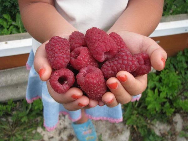  Framboise Grade Géant