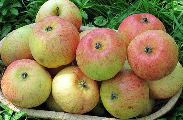  La variété de pomme douce a des rendements élevés.