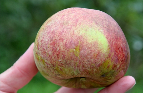  Während der Ernte die Früchte des Apfelbaums. Süßigkeiten sollten grundsätzlich nicht von den Ästen geschüttelt werden.