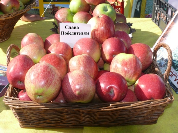  Variétés de pommiers Glory Gagnants ayant besoin d'une alimentation annuelle pour éclaircir leur couronne