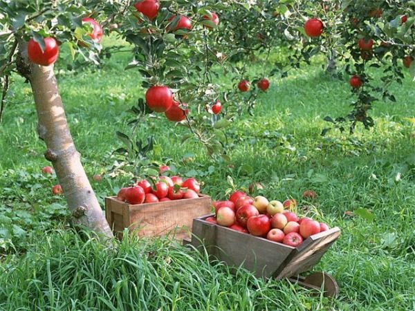  Früchte der Apfelsorten sammeln