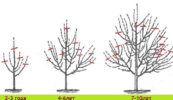  Schéma de taille de pommier