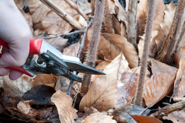  L'élagage est nécessaire non seulement pour éliminer les parasites, mais aussi pour nettoyer les vieilles pousses de framboises