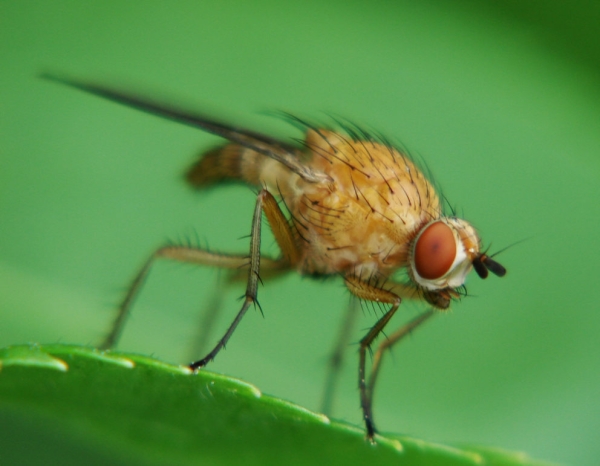  La mouche de la framboise détruit les plantes