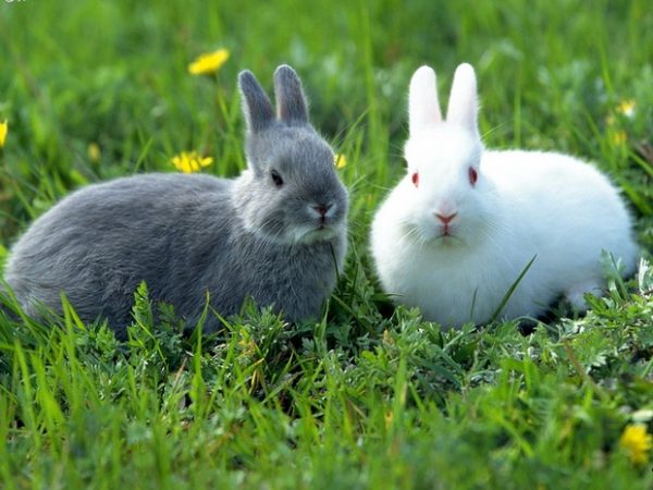  Choix de race pour l'accouplement