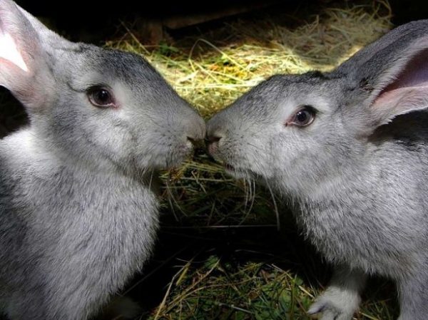  Possibilité d'accouplement associé lorsque maintenu dans une fosse