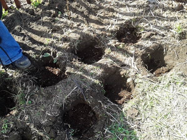  Une petite quantité de framboise est mieux plantée spud