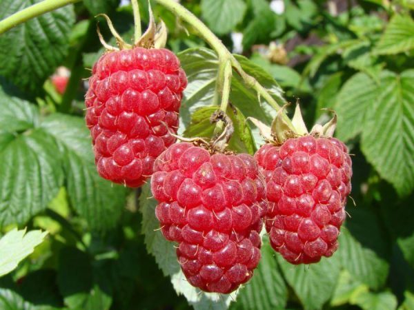  Zweig mit Himbeerbeeren Atlant