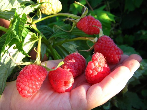  Beerengrössen aus Himbeerstrauch