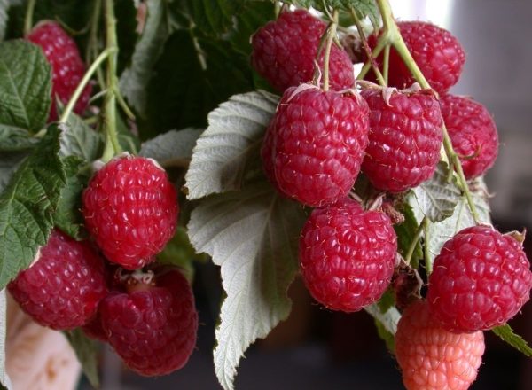  Variétés de framboises Polana: caractéristiques de la variété, règles de plantation et de soin