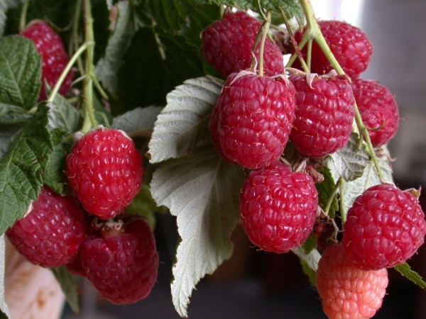  Variétés de framboises Polana: caractéristiques de la variété, règles de plantation et de soin