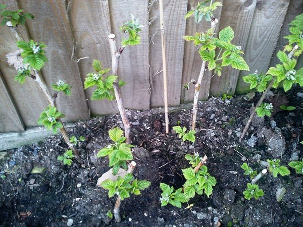  Plantation de jeunes chapeaux Monomakh