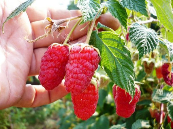  Bereitschaft, einen Himbeerbusch zu ernten