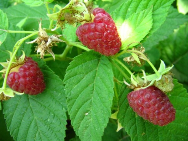  Été indien à la framboise