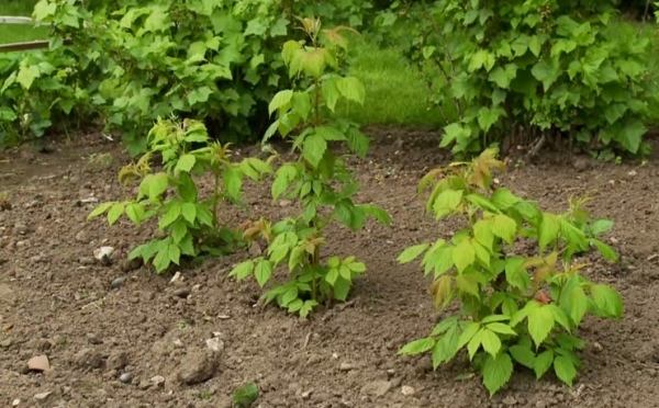  En été, il faut replanter les framboises le soir ou tôt le matin lorsqu'il n'y a pas de forte chaleur