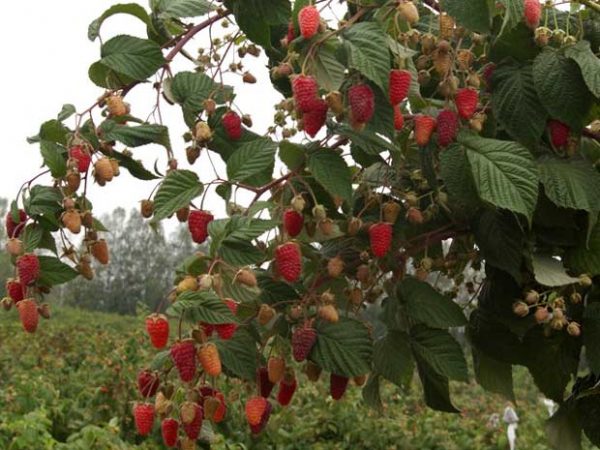  Framboise Amateur Sverdlovsk sur le bush